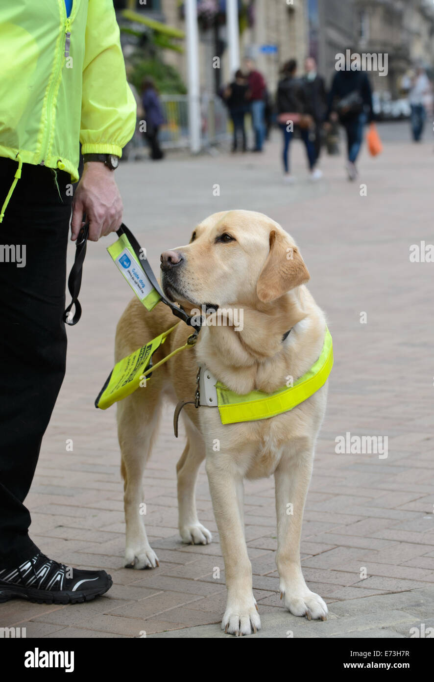 guide dogs for the blind cork