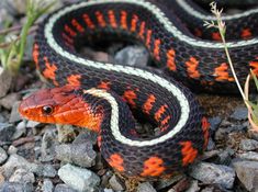 california king snake breeding guide