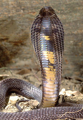 california king snake breeding guide