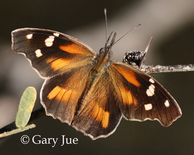 butterfly identification guide north america