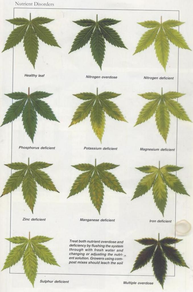 a guide to growing cannabis
