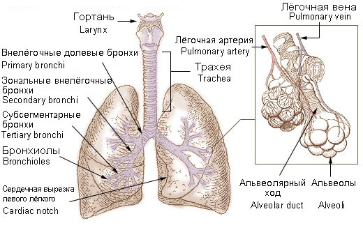 biology 20 respiratory system review guide answers