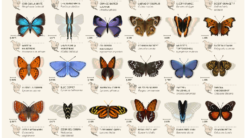 butterfly identification guide north america