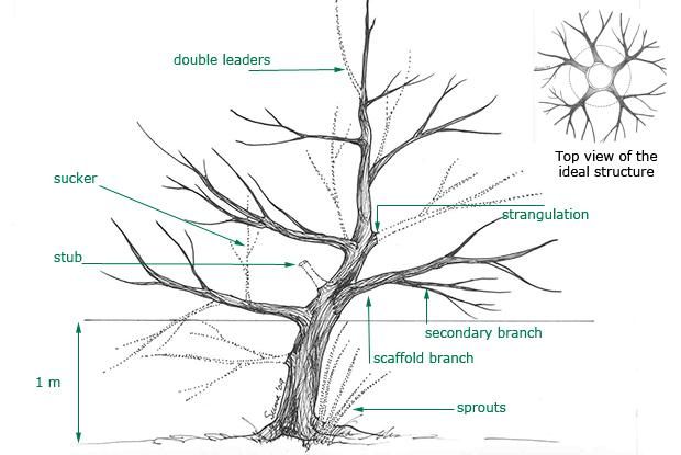 guide taille arbre fruitier secret de la taille